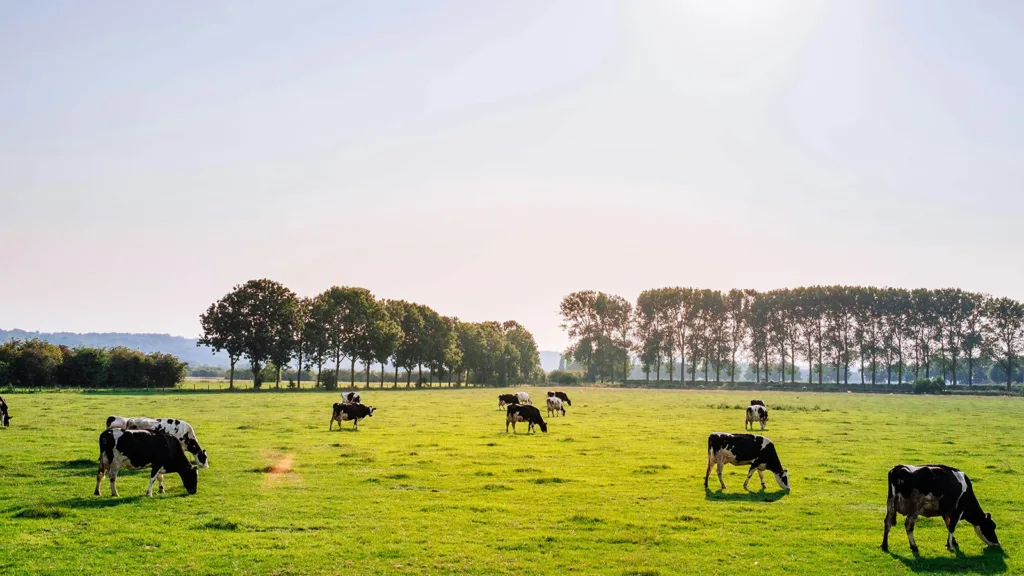 Explore how Arla is Supporting a Regenerative Dairy Revolution